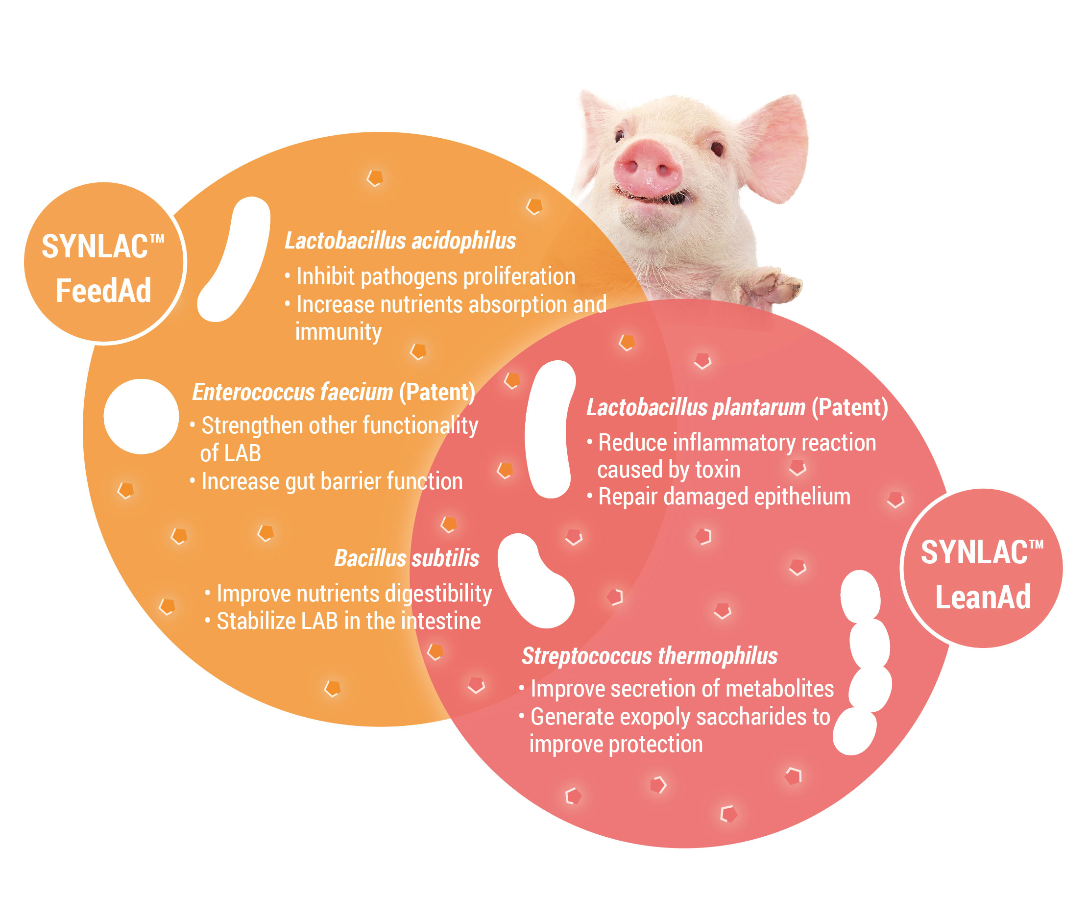 Lactobacillus acidophilus, Lactobacillus plantarum, Streptococcus thermophilus, Enterococcus faecium, Bacillus subtilis